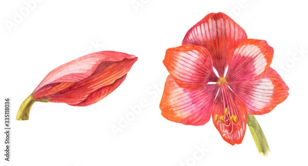Obraz Watercolor two red blooming Amaryllis bud and flower head on white isolated background