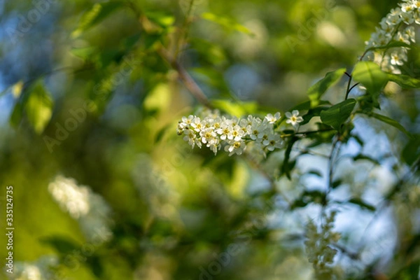 Obraz Prunus padus spring blue sky vegetation and sky as background