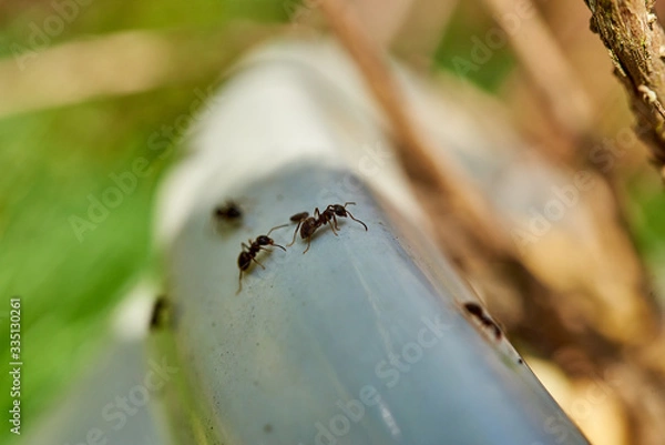 Fototapeta Common black ants crawling over a garden planting pot.