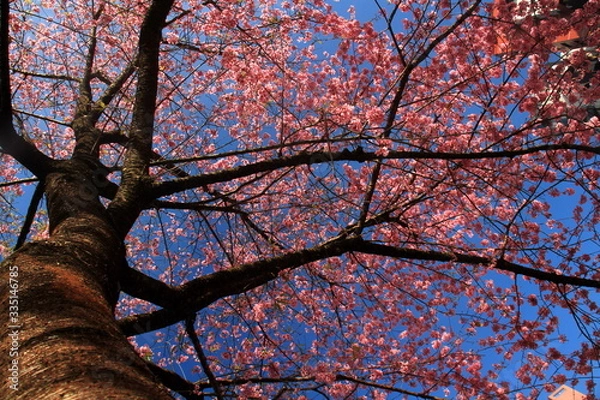 Fototapeta Tree beautiful