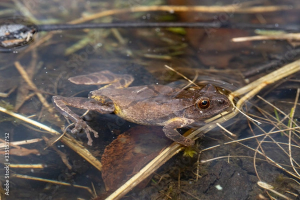 Obraz Spring peeper floating in a breeding pond - Pseudacris crucifer