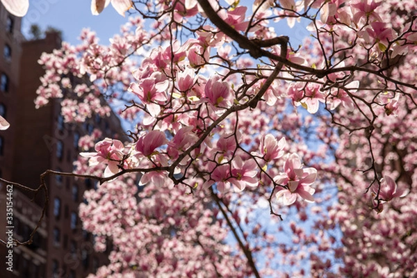 Obraz Backlit magnolia blossoms 