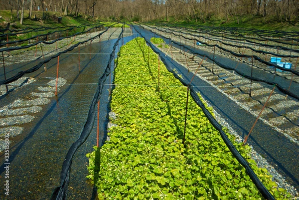 Obraz わさび農園