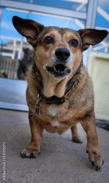 Fototapeta Concerned Dog