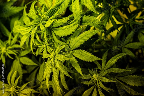 Obraz Marijuana Hemp Plant