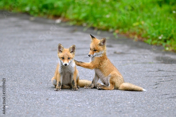 Obraz キタキツネの兄弟（北海道・知床）