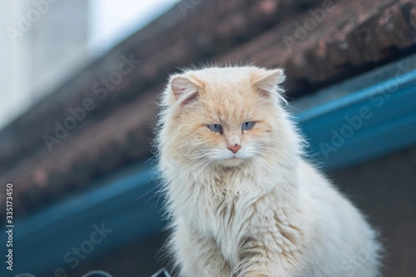 Obraz Wild cats on the streets