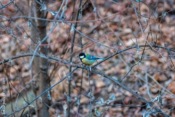 Obraz tit bird on a branch in a park