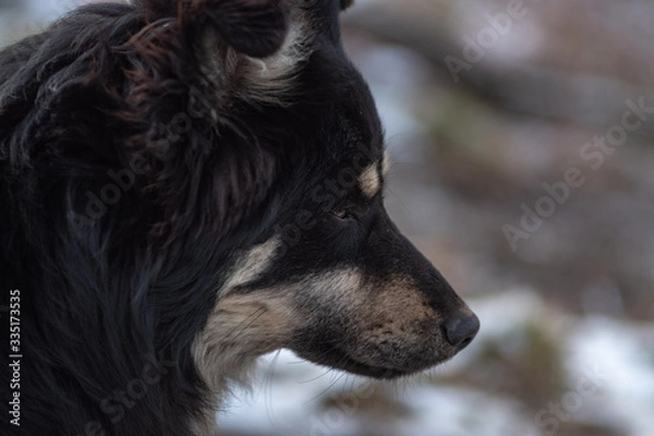 Obraz Close-up portrait of a proud dog