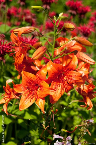 Obraz orange tiger lily