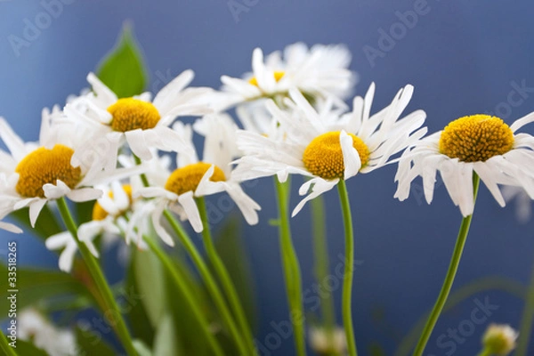 Fototapeta Some camomiles on blue background