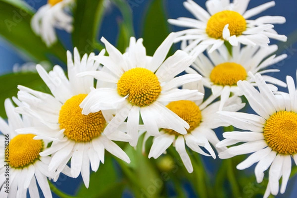 Fototapeta Some camomiles