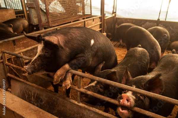 Obraz 鹿児島黒豚