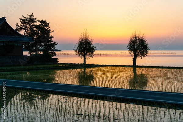 Obraz 夜明けのオレンジの空と琵琶湖沿いの面白い樹木