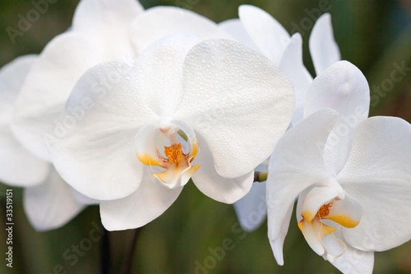 Fototapeta orchidée blanche