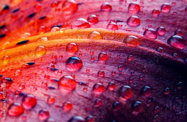 Obraz Makro kwiat lilii