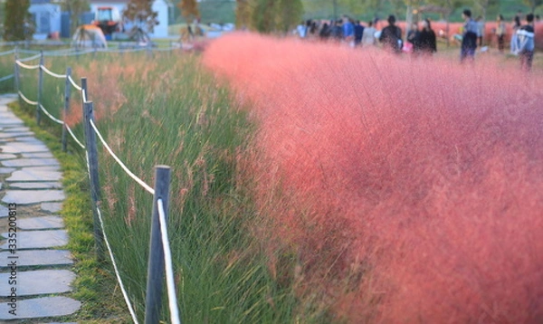 Fototapeta 핑크뮬리가 보이는 아름다운 풍경