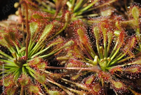 Obraz plante carnivore