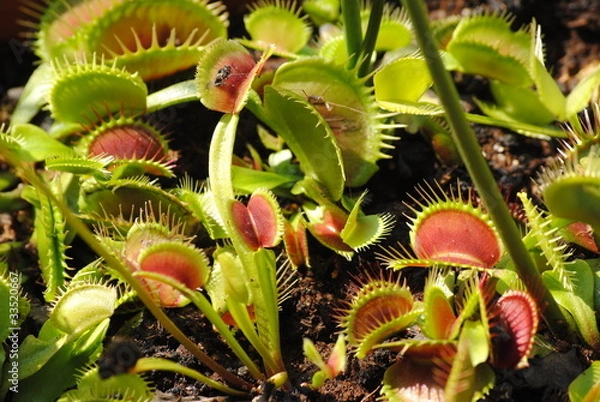 Obraz roślina mięsożerna