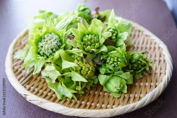 Obraz 木のテーブルに置かれたザルにはいったフキノトウ