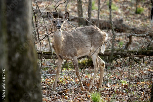 Obraz Deer