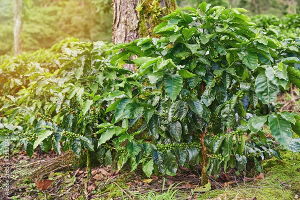 Obraz Coffee plant under big tree shade