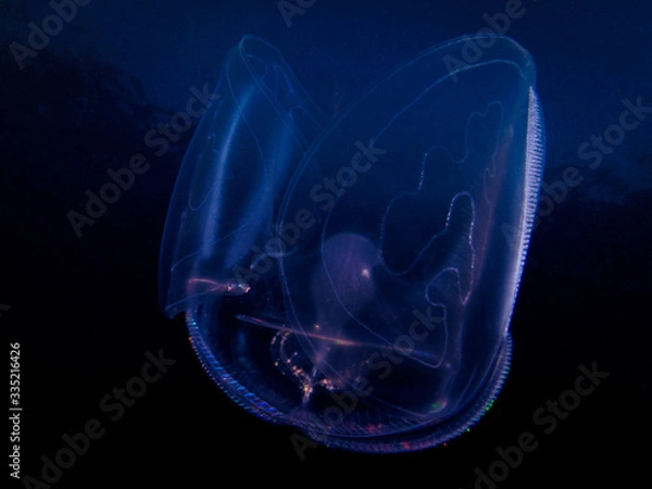 Fototapeta medusa