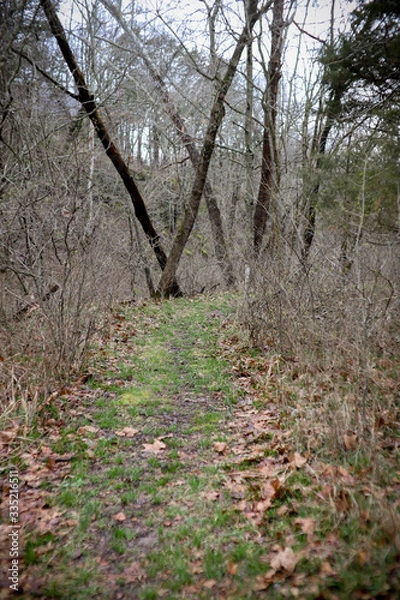 Obraz Nature Trail