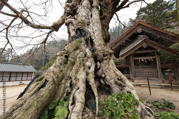 Fototapeta 出雲大社　命主社