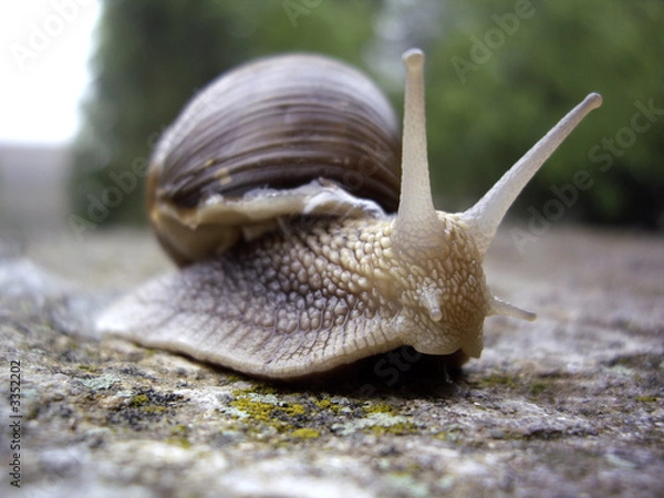 Fototapeta snail