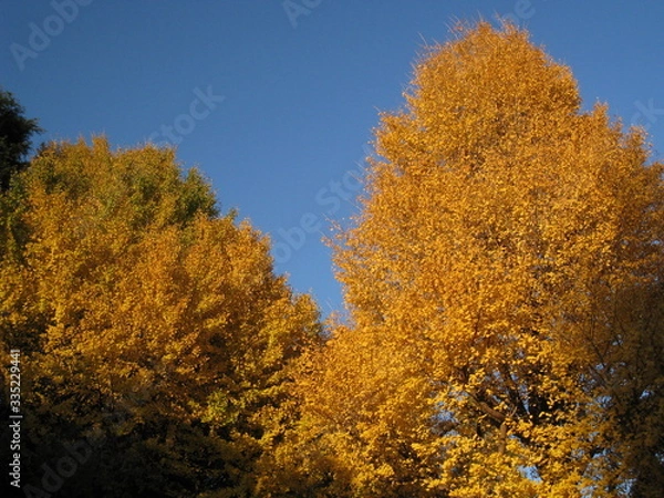 Fototapeta 銀杏だらけ