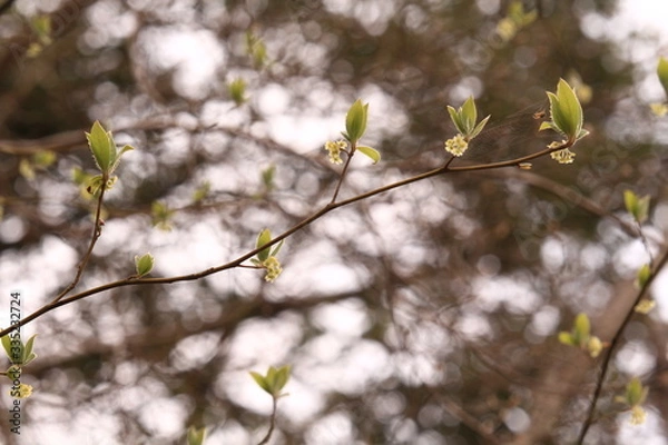 Fototapeta クロモジの新芽と花