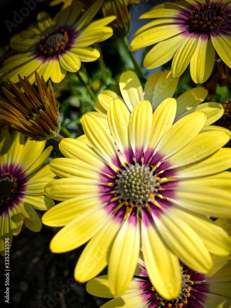 Obraz Focus on the Daisy