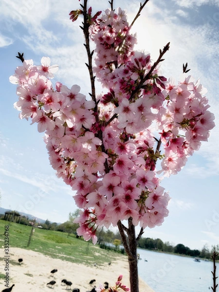 Obraz Flowers Reaching Out