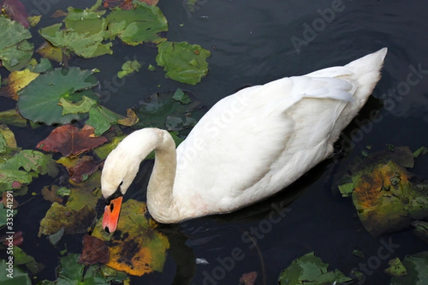 Obraz White Swan on the Water