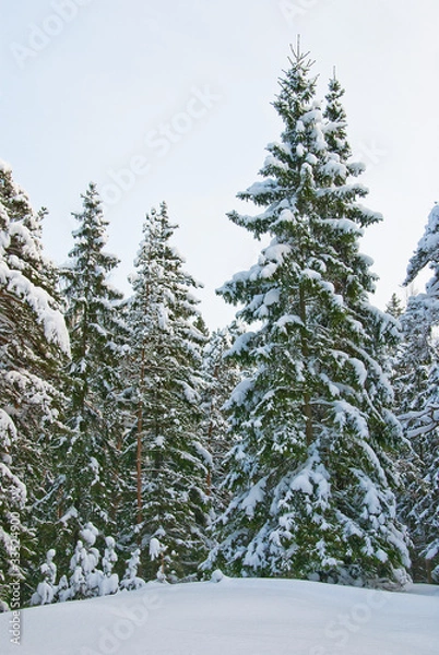 Obraz Winter forest