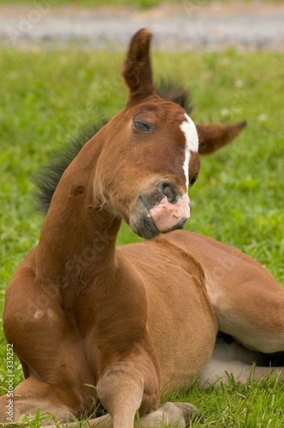 Obraz young horse laying