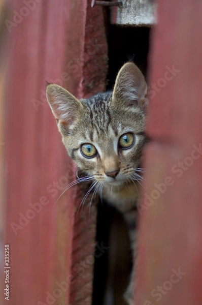 Obraz grey cat peeking