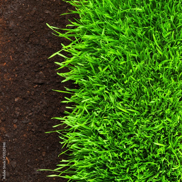 Fototapeta healthy grass growing in soil pattern