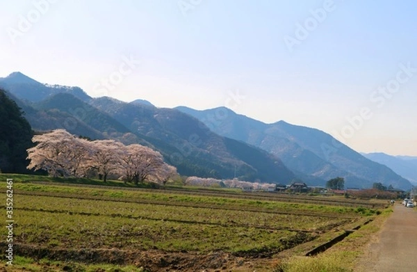 Fototapeta 春　田舎　さくら　風景　杤木
