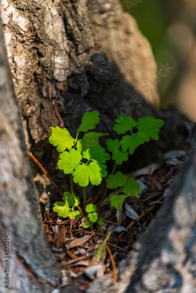 Fototapeta tree growing on a tree