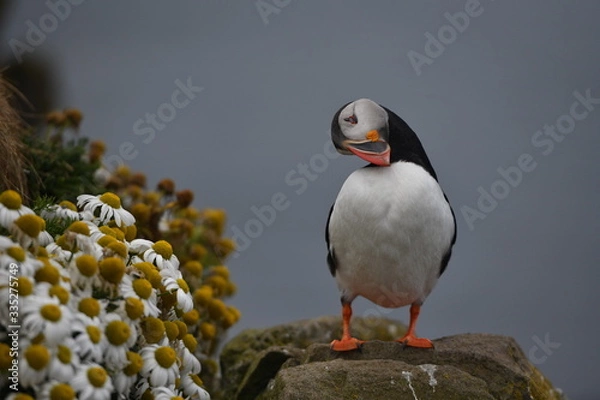 Obraz atlantic puffin or common puffin