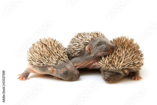 Obraz small hedgehog