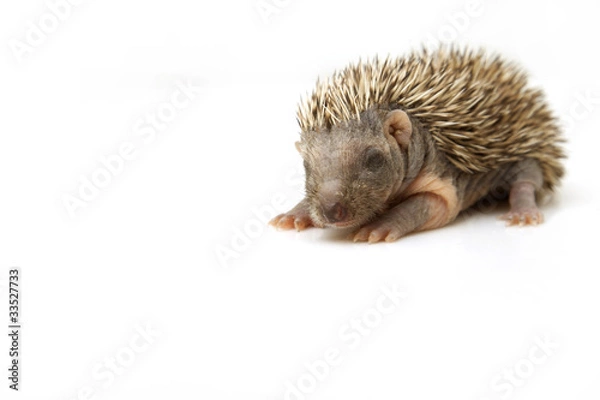 Obraz Small hedgehog