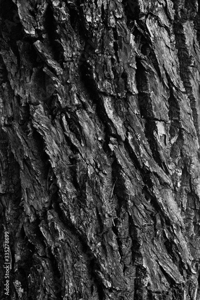 Obraz Tree Bark Texture Nature 