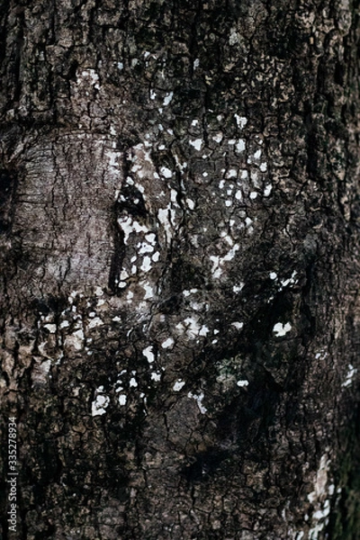 Obraz Tree Bark Texture Nature 