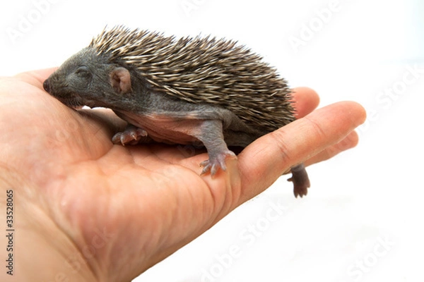 Obraz Hedgehog on hand