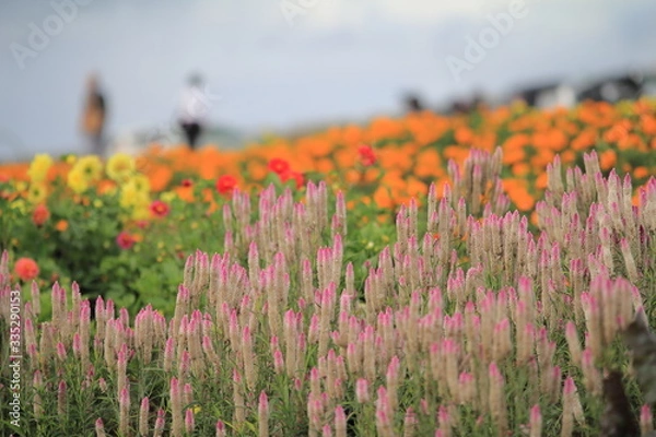 Obraz 北海道の風景