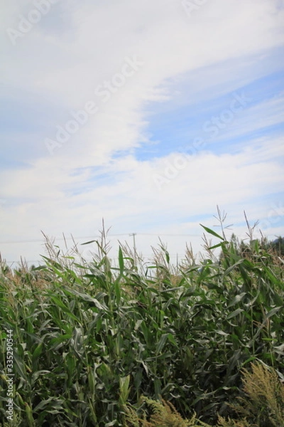 Fototapeta 北海道の風景