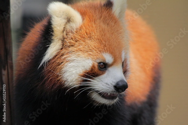 Fototapeta レッサーパンダ